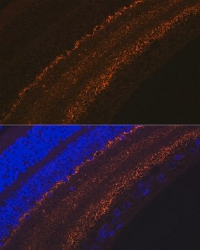 Anti-GAP43 antibody produced in rabbit