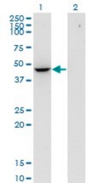 Monoclonal Anti-FLOT2, (N-terminal) antibody produced in mouse clone 3G6, purified immunoglobulin, buffered aqueous solution