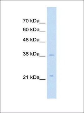 Anti-LAPTM4A antibody produced in rabbit IgG fraction of antiserum