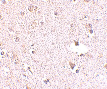 Anti-POLR3F antibody produced in rabbit affinity isolated antibody