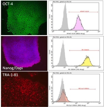 PluriSTEM-XF&#174; Human ES/iPS Cell Medium PluriSTEM-XF Human ES/iPS Medium is a complete xeno-free medium formulation for the feeder-free culture of human ES and iPS cells.