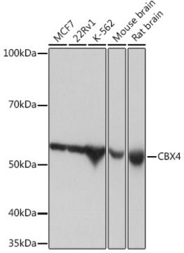 Anti-CBX4 Antibody, clone 1R5G6, Rabbit Monoclonal