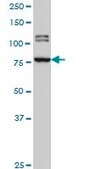 Monoclonal Anti-BRD3 antibody produced in mouse clone 6E7, purified immunoglobulin, buffered aqueous solution