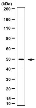 Anti-RPB3 from rabbit, purified by affinity chromatography