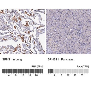 Anti-SPNS1 antibody produced in rabbit Prestige Antibodies&#174; Powered by Atlas Antibodies, affinity isolated antibody, buffered aqueous glycerol solution