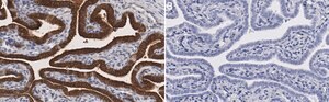 Anti-TYK2 Antibody, clone 2H22 ZooMAb&#174; Rabbit Monoclonal recombinant, expressed in HEK 293 cells