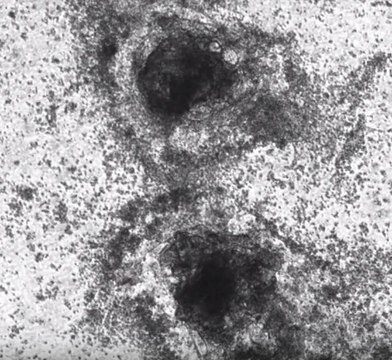 ECMatrix-221 E8 Laminin Substrate Xeno-free laminin-221 coating for the differentiation of pluripotent stem cells into cardiomyocytes, 350 &#956;g (CHO-S derived)