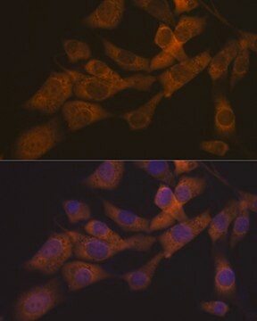 Anti-KIF3A Antibody, clone 1C8K4, Rabbit Monoclonal