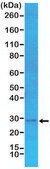 Anti-p27Kip1antibody, Rabbit Monoclonal recombinant, expressed in HEK 293 cells, clone RM302, purified immunoglobulin