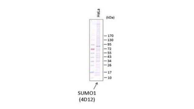 Anti-SUMO-1 Antibody, clone 4D12 clone 4D12, from rat
