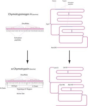 &#945;-Chymotrypsin from bovine pancreas Type I-S, essentially salt-free, lyophilized powder