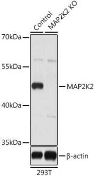 Anti-MAP2K2 antibody produced in rabbit