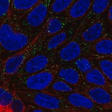 Anti-DAB1 antibody produced in rabbit Prestige Antibodies&#174; Powered by Atlas Antibodies, affinity isolated antibody