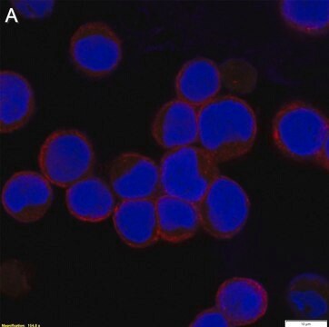 Anti-RSV type A Antibody, B Antibody, clone 133-1H ZooMAb&#174; Mouse Monoclonal recombinant, expressed in HEK 293 cells