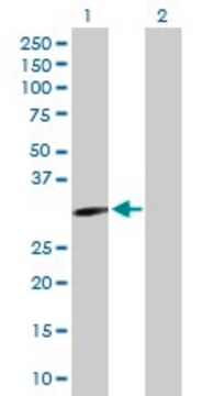 Anti-EPHA10 antibody produced in rabbit purified immunoglobulin, buffered aqueous solution
