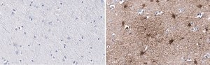 Anti-BLBP/FABP7 Antibody, clone 7I23, ZooMAb&#174; Rabbit Monoclonal recombinant, expressed in HEK 293 cells