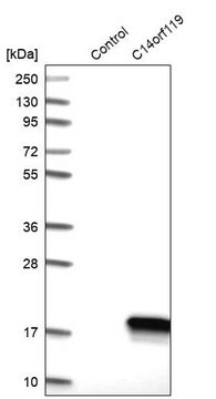 Anti-C14orf119 antibody produced in rabbit Prestige Antibodies&#174; Powered by Atlas Antibodies, affinity isolated antibody, buffered aqueous glycerol solution