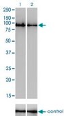 Monoclonal Anti-GOLGA5 antibody produced in mouse clone 6B3, purified immunoglobulin, buffered aqueous solution