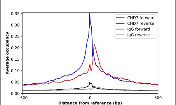 Anti-CHD7 antibody produced in rabbit Prestige Antibodies&#174; Powered by Atlas Antibodies, affinity isolated antibody