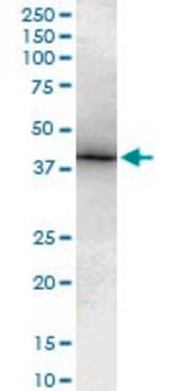 Monoclonal Anti-TBX6 antibody produced in mouse clone 3F11, purified immunoglobulin, buffered aqueous solution