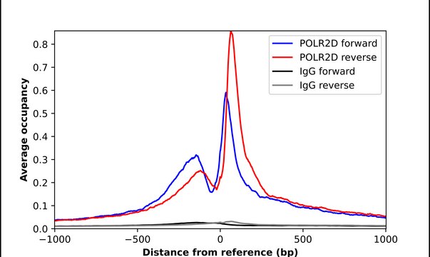 Anti-POLR2D antibody produced in rabbit Prestige Antibodies&#174; Powered by Atlas Antibodies, affinity isolated antibody, buffered aqueous glycerol solution