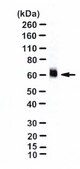Anti-Glutamate Transporter Antibody, Glial serum, Chemicon&#174;
