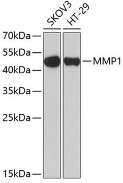 Anti-MMP1 antibody produced in rabbit