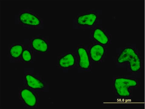 Monoclonal Anti-PKN1 antibody produced in mouse clone 1B10, purified immunoglobulin, buffered aqueous solution