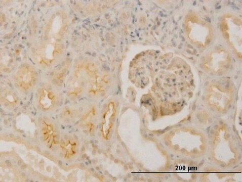 Monoclonal Anti-FBN1 antibody produced in mouse clone 3H6, purified immunoglobulin, buffered aqueous solution