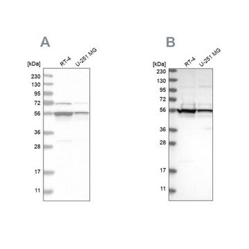 Anti-DDX6 antibody produced in rabbit Prestige Antibodies&#174; Powered by Atlas Antibodies, affinity isolated antibody, buffered aqueous glycerol solution