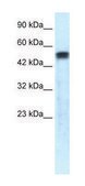 Anti-SERPINA1 (C-terminal) antibody produced in rabbit affinity isolated antibody