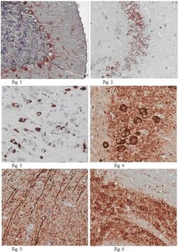 Anti-Apelin receptor Antibody from rabbit, purified by affinity chromatography