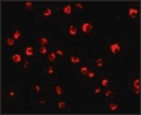 Anti-Caspase-8 antibody produced in rabbit affinity isolated antibody, buffered aqueous solution