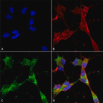 Monoclonal Anti-Ataxin - Atto 390 antibody produced in mouse clone S76-8, purified immunoglobulin