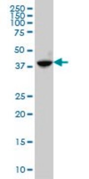 Monoclonal Anti-ABHD5 antibody produced in mouse clone 4B12, purified immunoglobulin, buffered aqueous solution