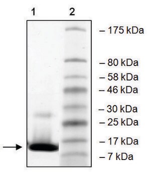 GCN5 (727-837) human recombinant, expressed in E. coli, &#8805;90% (SDS-PAGE)