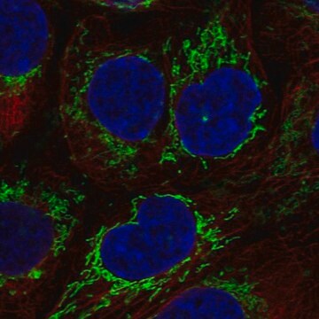 Anti-PPIF antibody produced in rabbit Prestige Antibodies&#174; Powered by Atlas Antibodies, affinity isolated antibody