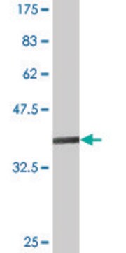 Monoclonal Anti-MARK3 antibody produced in mouse clone 1A10, purified immunoglobulin, buffered aqueous solution