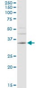 Monoclonal Anti-CA4 antibody produced in mouse clone 4G6, purified immunoglobulin, buffered aqueous solution