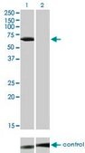 Monoclonal Anti-LCK antibody produced in mouse clone 3F7-F5, purified immunoglobulin, buffered aqueous solution