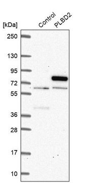 Anti-PLBD2 antibody produced in rabbit Prestige Antibodies&#174; Powered by Atlas Antibodies, affinity isolated antibody, buffered aqueous glycerol solution