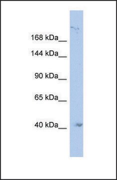 Anti-KIF1A, (N-terminal) antibody produced in rabbit affinity isolated antibody