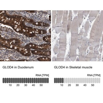 Anti-GLOD4 antibody produced in rabbit Prestige Antibodies&#174; Powered by Atlas Antibodies, affinity isolated antibody, buffered aqueous glycerol solution, Ab1