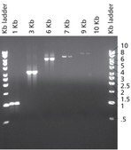 JumpStart&#8482; Taq DNA Polymerase with MgCl2