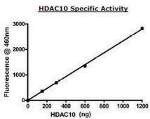 HDAC10 FLAG tag active human recombinant, expressed in baculovirus infected Sf9 cells, &#8805;38% (SDS-PAGE)