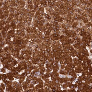 Anti-LSS antibody produced in rabbit Prestige Antibodies&#174; Powered by Atlas Antibodies, affinity isolated antibody, buffered aqueous glycerol solution