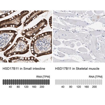 Anti-HSD17B11 antibody produced in rabbit Prestige Antibodies&#174; Powered by Atlas Antibodies, affinity isolated antibody, buffered aqueous glycerol solution