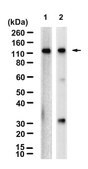 Anti-CD41/ITGA2B Antibody, clone 1F9 ZooMAb&#174; Rabbit Monoclonal recombinant, expressed in HEK 293 cells