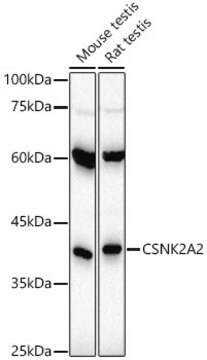 Anti-CSNK2A2 Antibody, clone 3W5P4, Rabbit Monoclonal