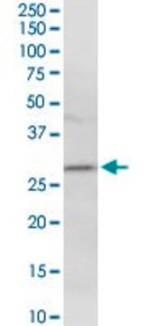 Anti-HLA-DMA antibody produced in rabbit purified immunoglobulin, buffered aqueous solution